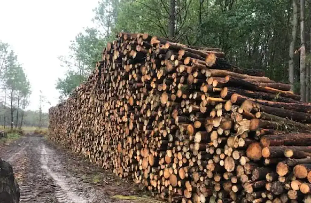 Abattage d'arbres mécanisé