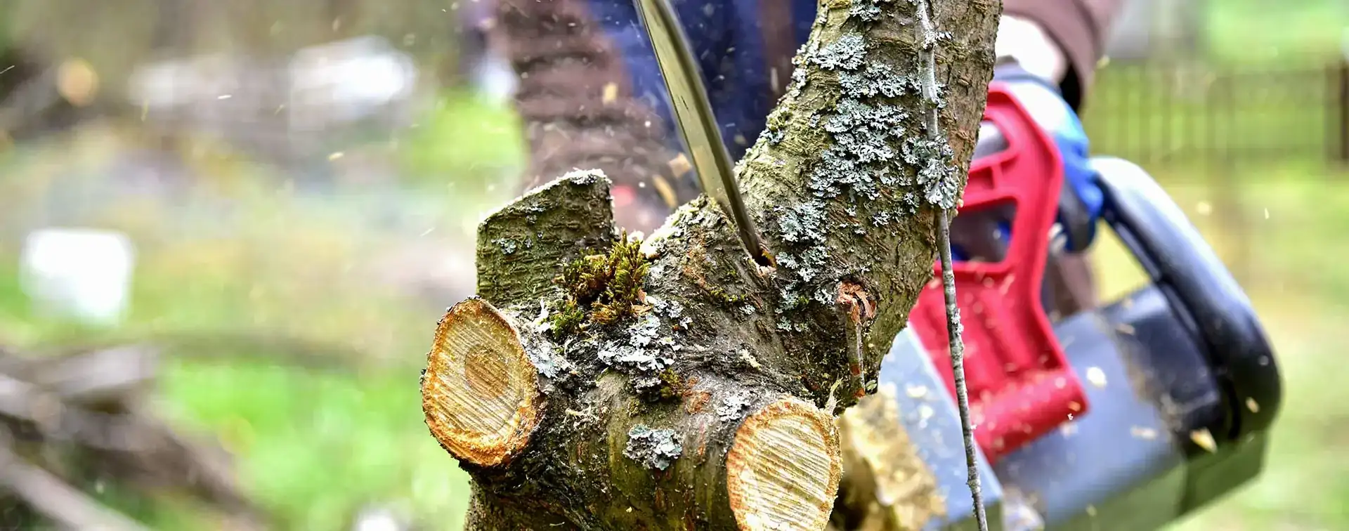 Des arbres <br/>entre de bonnes mains : <span>Qualité, rapidité, honnêteté, confiance assurées</span>